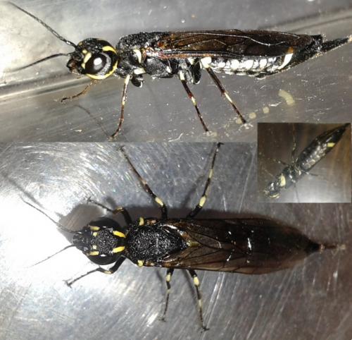 Xiphydria longicollis